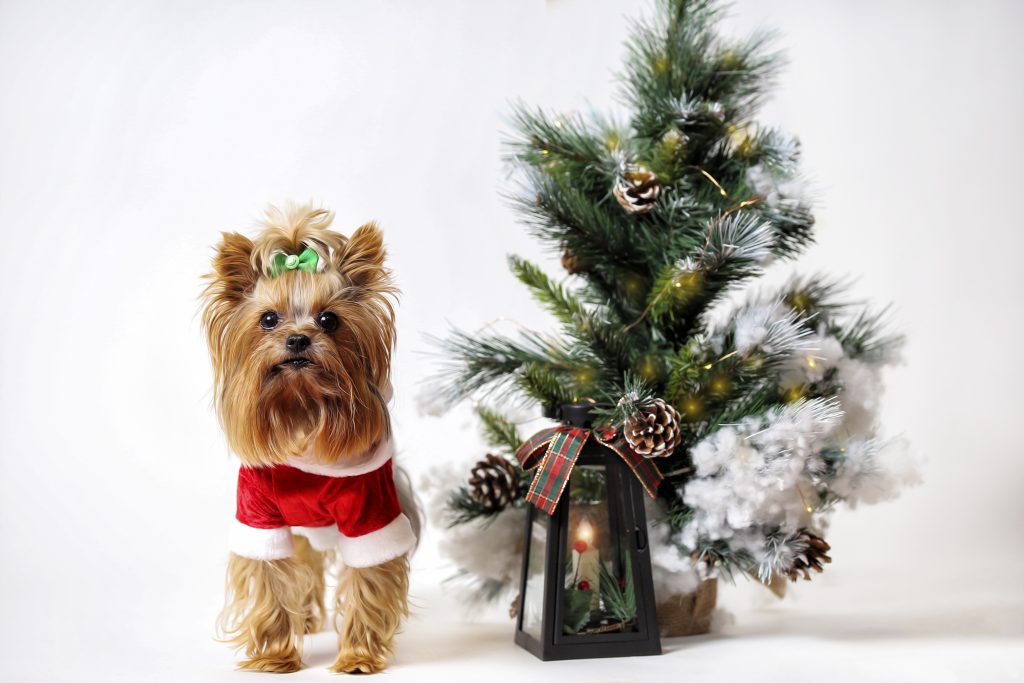 dog by christmas tree