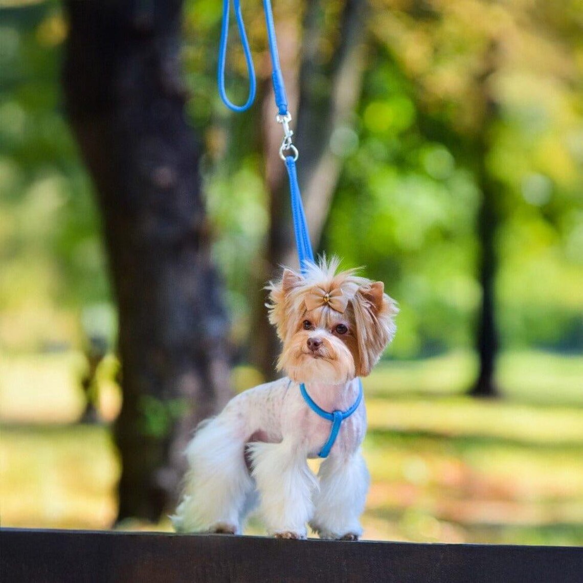 dog wearing blue harness and leash