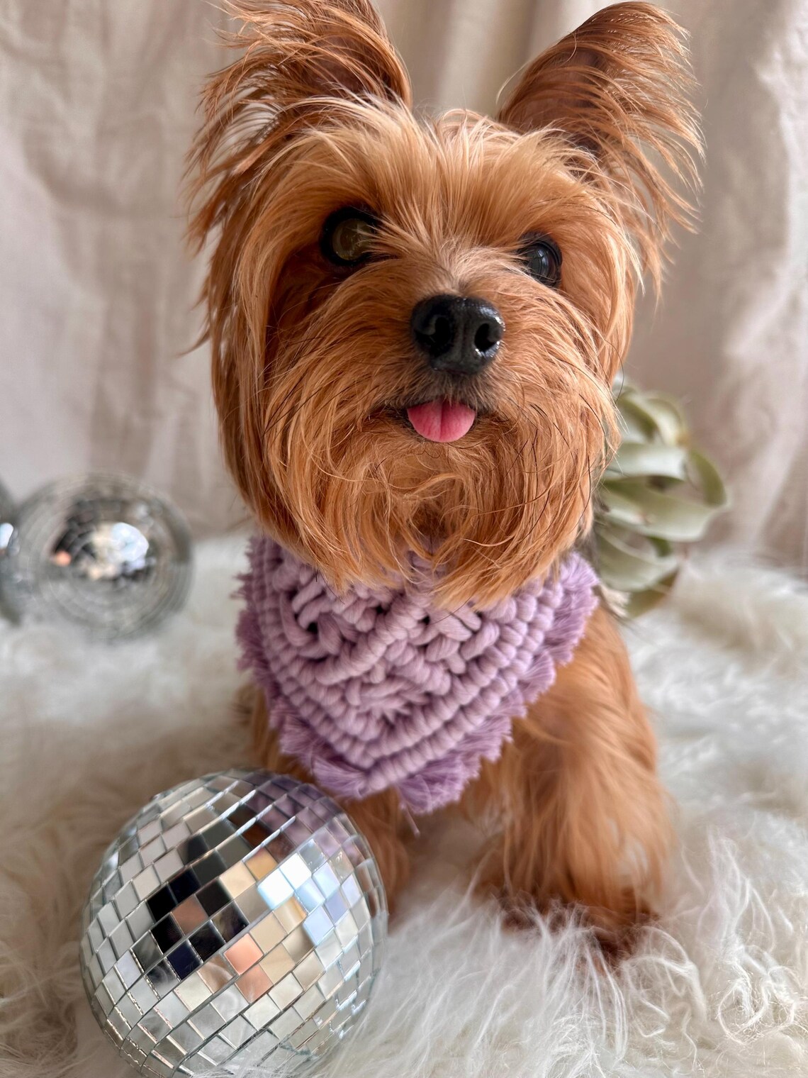 dog wearing purple bandana