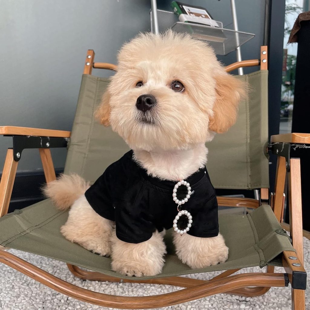 dog with sunglasses in pocket