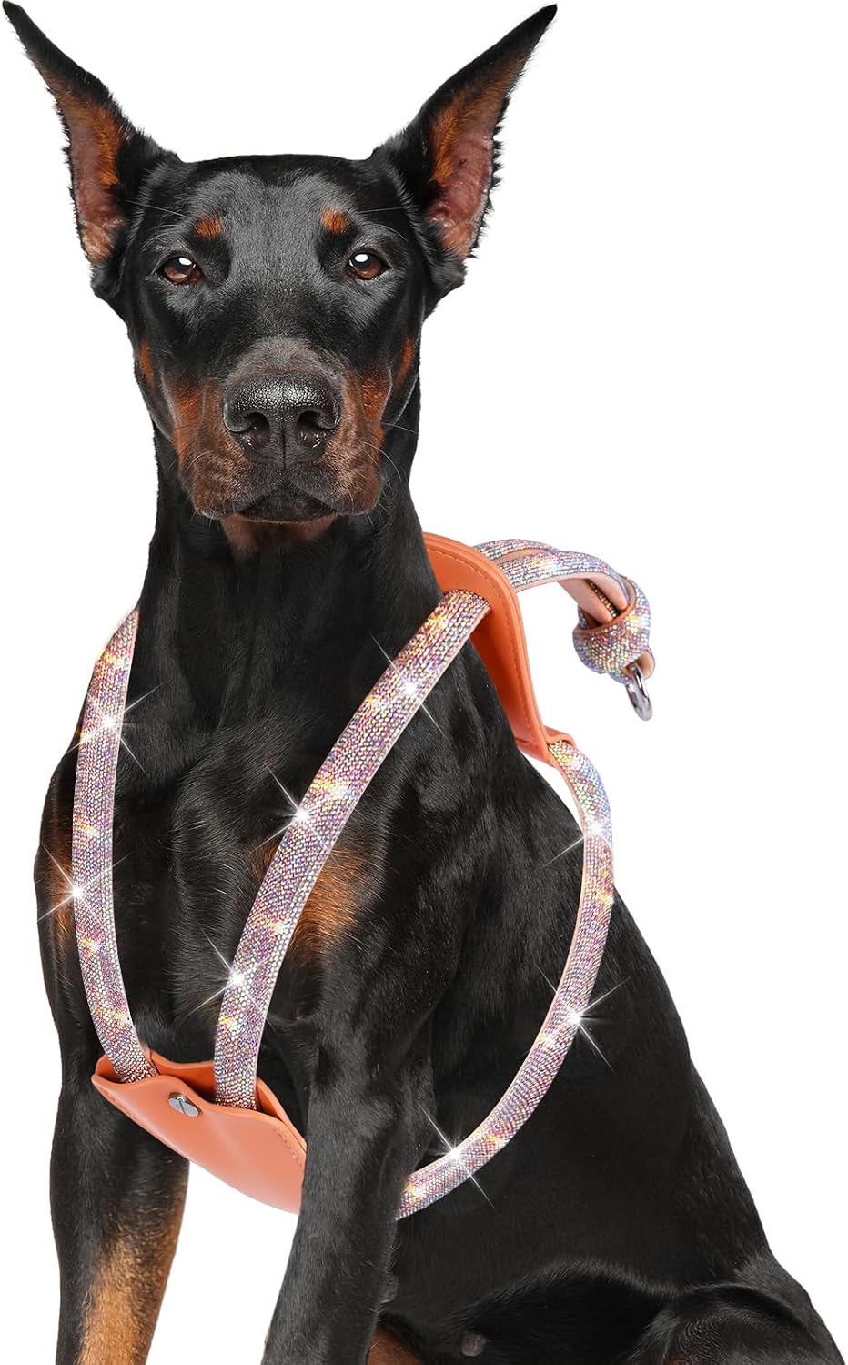 dog wearing crystal harness