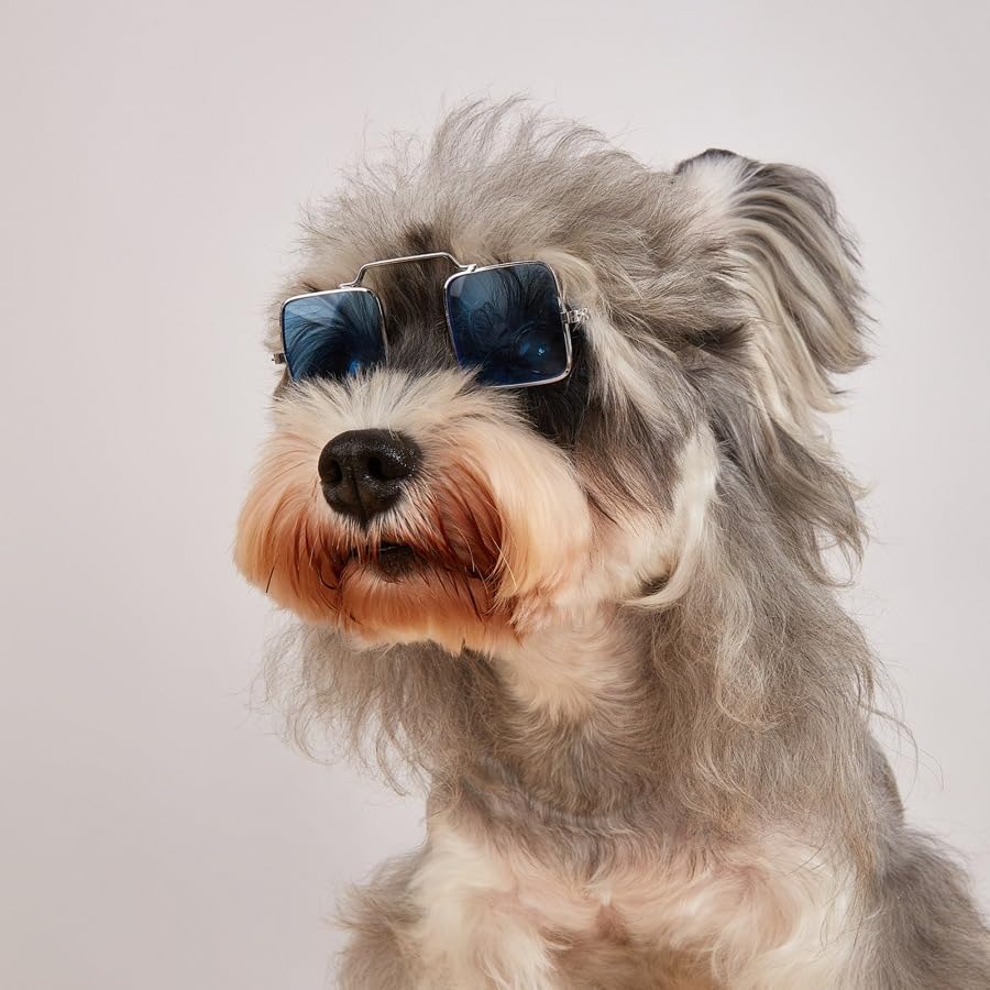 dog wearing sunglasses