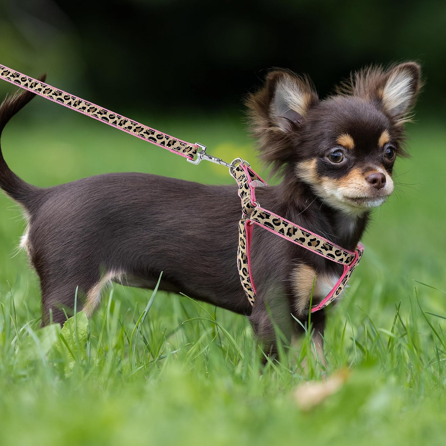 dog wearing leopard harness and leash