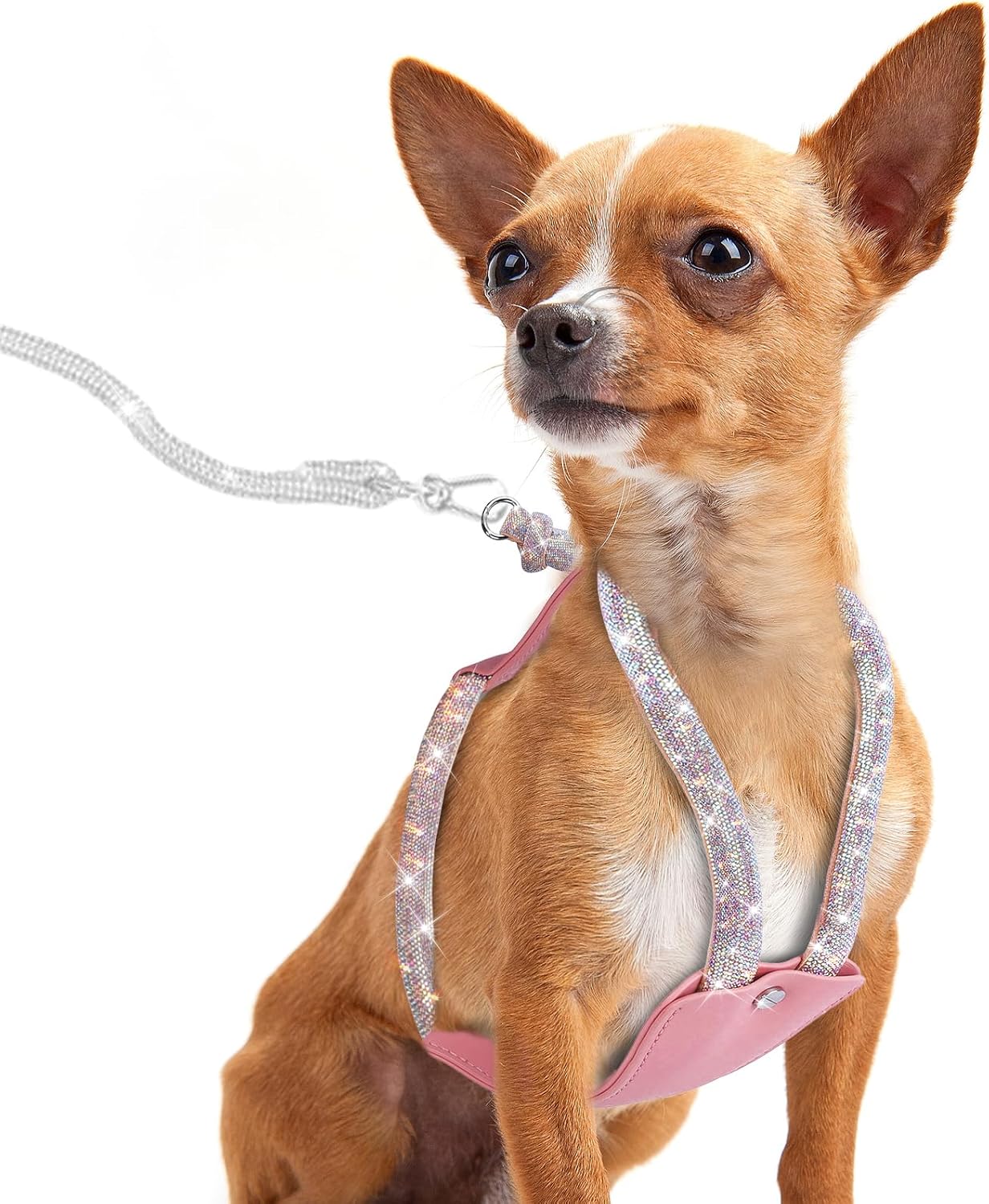 dog wearing rhinestone harness