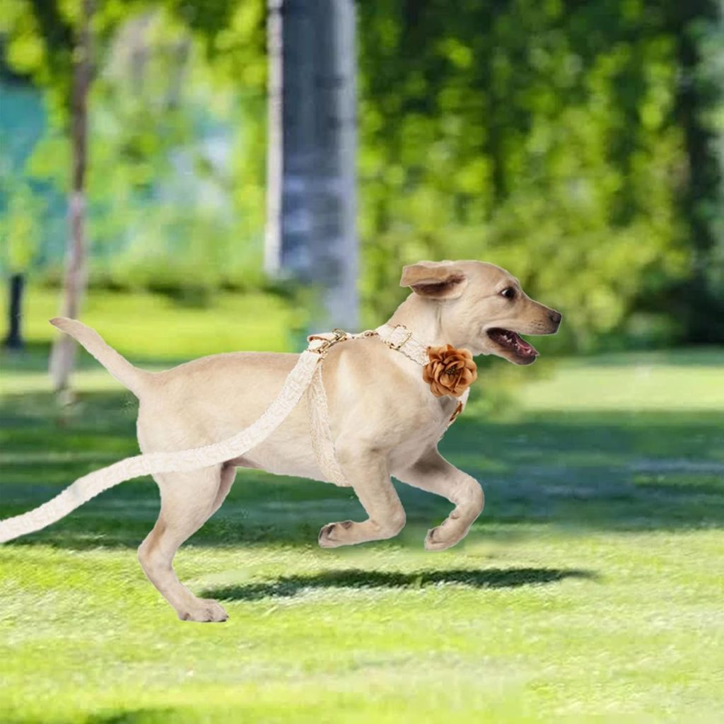dog running wearing white harness and leash