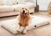 This Dog Bed Offers Cloud-Like Support For Your Dog’s Joints