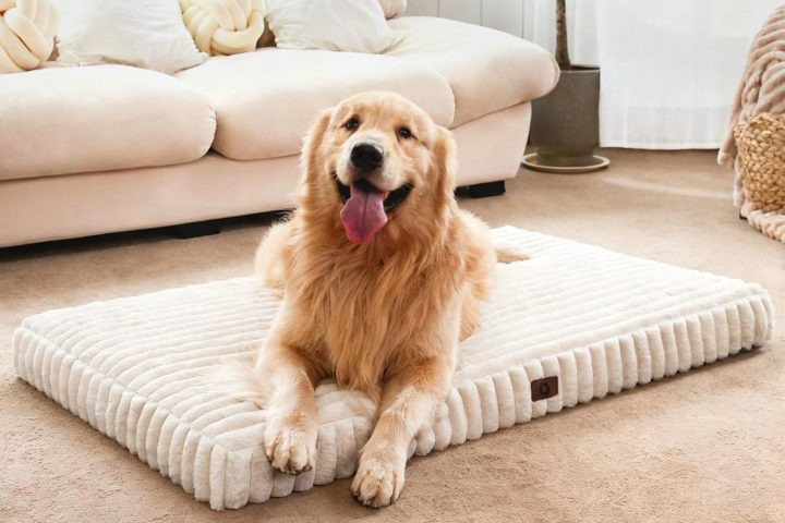 This Dog Bed Offers Cloud-Like Support For Your Dog’s Joints